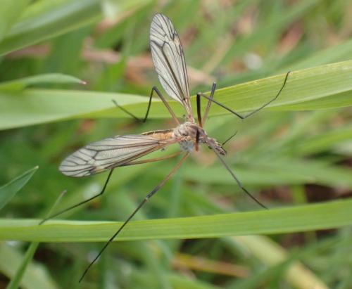 Réf. 299 591 : Tipula vernalis